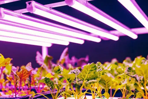 Młode rośliny pod lampami LED, które zapewniają idealne światło dla roślin. Różowe i fioletowe światło sprzyja ich wzrostowi.