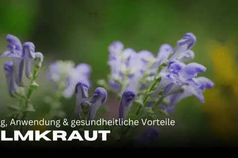 Zarte lila Blüten des Helmkrauts vor grünem Hintergrund. Die Wirkung des Helmkrauts ist vielfältig.
