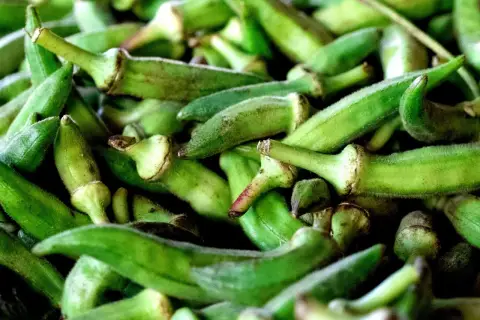 Mnóstwo zielonej, puszystej okry, gotowej do przyrządzenia pysznego dania.
