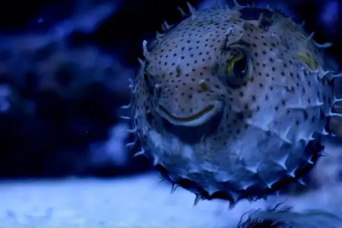 Rozkoszna ryba rozdymka z kolcami, jedna z wielu atrakcji w gdańskim oceanarium, uśmiecha się do odwiedzających.