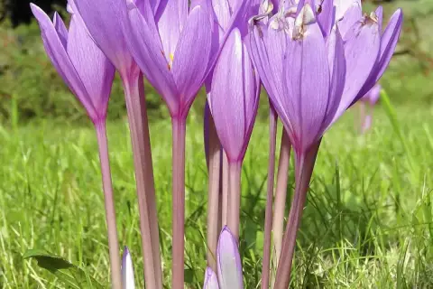 Fioletowe kwiaty, jak wygląda krokus, wznoszą się na purpurowych łodyżkach ponad zieloną trawą.