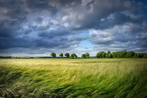 Wiatr faluje na polu zboża, w tle widać zabudowania i drzewa. To piękny krajobraz, który przypomina o darowiźnie ziemi rolnej od rodziców.