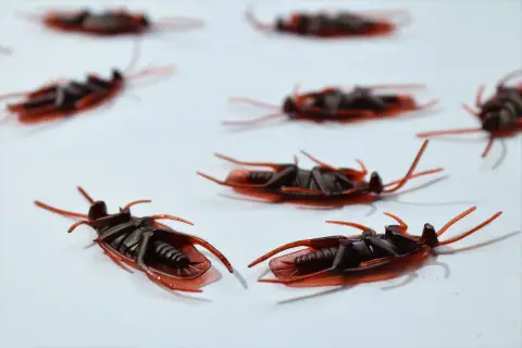 Sztuczne insekty domowe, przypominające karaluchy, leżą na białym tle.