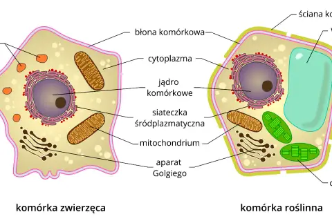 Schemat budowy komórki eukariotycznej: zwierzęcej i roślinnej, z zaznaczonymi organellami jak jądro, mitochondria, chloroplasty.