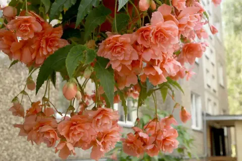 Urocza begonia kaskadowa w odcieniach brzoskwini, zwisająca z donicy na tle budynku.