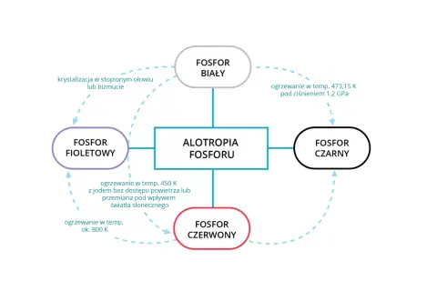 Schemat przedstawia odmiany alotropowe fosforu: biały, fioletowy, czerwony i czarny, oraz procesy ich przemian.