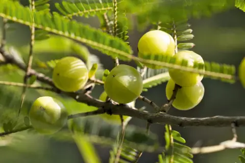Grüne Amla-Früchte am Ast. Die Amla Wirkung Leber ist bekannt, diese Früchte sind reich an Vitamin C.