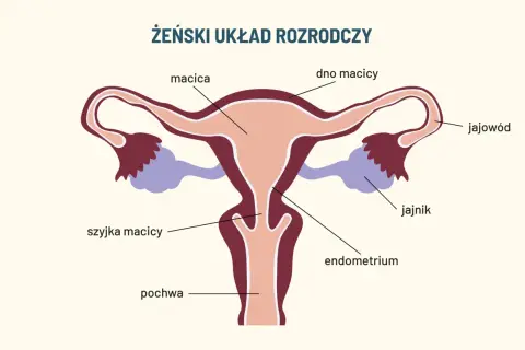 Schemat żeńskiego układu rozrodczego z zaznaczonymi elementami: macica, jajowód, jajnik, szyjka macicy, endometrium i pochwa.
