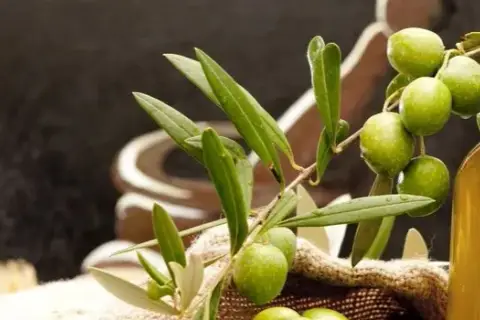 Oliwa z oliwek: eliksir zdrowia i urody. Na co naprawdę pomaga?