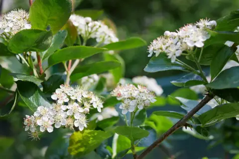 Kiedy kwitnie aronia? Odkryj najważniejsze informacje o jej kwiatach