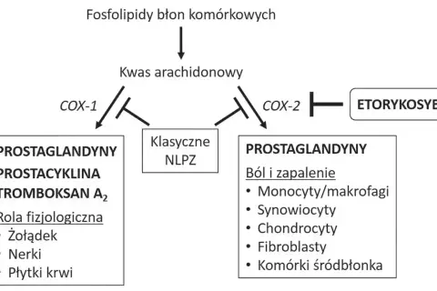 Schemat pokazuje, jak kwas arachidonowy przekształca się w prostaglandyny. Etorykosyb hamuje COX-2, wpływając na ból i zapalenie.