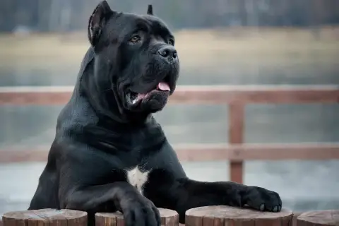 Potężny czarny cane corso, imponujący wzrostem, opiera się o drewniane słupki.