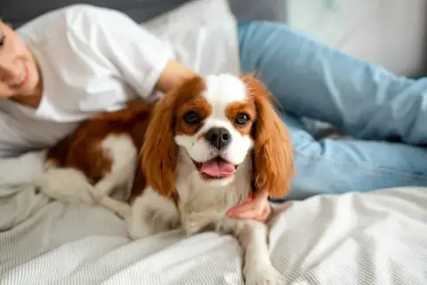 Spokojny pies do mieszkania, cavalier king charles spaniel, leży na łóżku obok uśmiechniętej osoby.