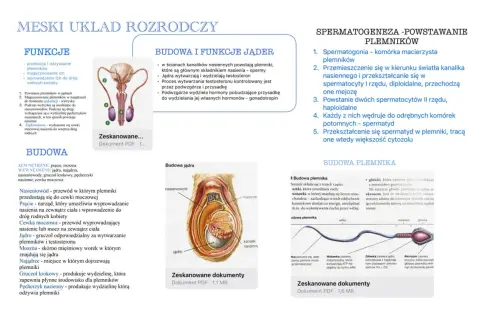 Schemat męskiego układu rozrodczego: budowa jąder, powstawanie plemników (spermatogeneza) i budowa plemnika.