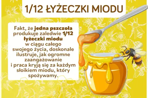 Ciekawostki o pszczołach: jedna pszczoła produkuje tylko 1/12 łyżeczki miodu w ciągu życia. To pokazuje ogrom pracy pszczół!