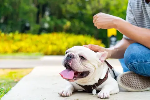 Französische Bulldogge hechelt stark, ein Zeichen für Überhitzung. Achte auf Anzeichen von **Hitzschlag Hund** und biete Wasser an.