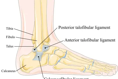 Anatomia stawu skokowego: tibia, fibula, talus, calcaneus i więzadła: anterior talofibular, posterior talofibular, calcaneofibular poniżej stawu skokowego.