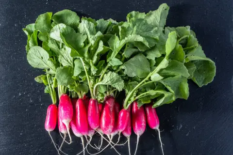 Pęczek świeżych rzodkiewek z zielonymi liśćmi. Czy liście rzodkiewki są jadalne? Tak, można je wykorzystać w sałatkach lub pesto.