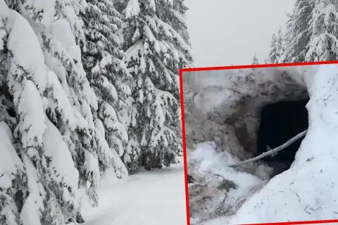 Zimowy las, zasypane śniegiem drzewa i wejście do jamy, gdzie zimuje niedźwiedź.