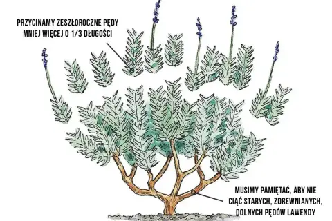 Ilustracja pokazuje, kiedy przycinać lawendę: zeszłoroczne pędy o 1/3 długości, unikając starych, zdrewniałych dolnych pędów.