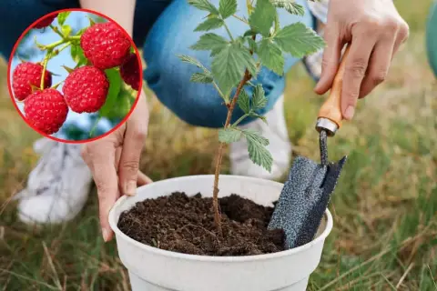 Sadzenie malin to najlepszy sposób na przyszłe zbiory. Kiedy przesadzać maliny? Teraz!