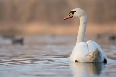 Piękny łabędź na spokojnej wodzie. Czy to znak, że łabędzie odlatują na zimę?