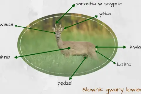 Sarna w trawie, z zaznaczonymi częściami ciała: "świece", "suknia", "parostki w scypule", "łyżka", "kwiat", "lustro", "pędzel". Tak nazywają myśliwi sarny.