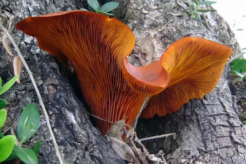 Funghi arancioni spuntano dal tronco di un ulivo, mostrando le loro lamelle vibranti.