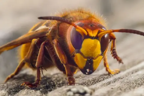 Szerszeń, groźny naturalny wróg pszczół, z bliska. Jego pomarańczowo-żółta głowa i ciemne oczy budzą respekt.