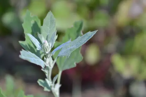 Un giovane germoglio di farinello comune, con foglie leggermente polverose e un piccolo bocciolo rosa, si erge su uno sfondo sfocato di verde e rosso.