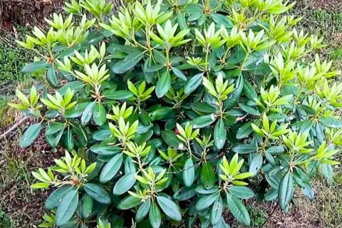 Gęsty rododendron z licznymi zielonymi liśćmi, ale bez kwiatów. Zastanawiasz się, dlaczego rododendron nie kwitnie?