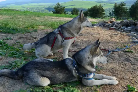 Dwa psy rasy husky odpoczywają na szlaku w Bieszczadach, czekając na dalszą wędrówkę.