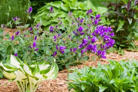 Fioletowe dzwonki, czyli campanula po przekwitnięciu, tworzą barwny kobierzec wśród zieleni host i innych roślin.