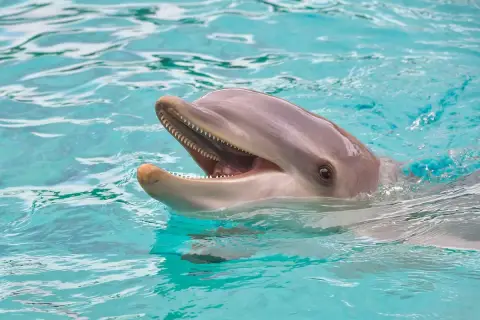 Uśmiechnięty delfin wynurza się z turkusowej wody. Poznaj fascynujące ciekawostki o ssakach morskich!