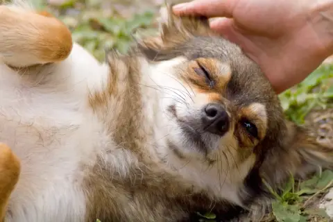 Uroczy piesek rasy chihuahua, z zamkniętymi oczami, cieszy się pieszczotami. Jego futerko jest długie i puszyste, a łapki wyciągnięte w górę. Zylexis, czuje się jak w niebie.
