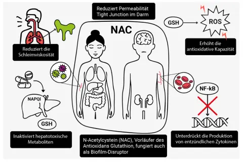 N-Acetylcystein (NAC) schützt Leber, Lunge und Darm, erhöht antioxidative Kapazität und unterdrückt Entzündungen.
