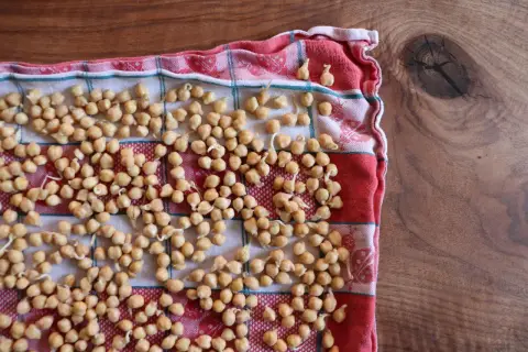 Kichererbsen keimen auf einem karierten Tuch. Kleine Keimlinge sprießen aus den hellbraunen Hülsenfrüchten, bereit für die nächste Mahlzeit.