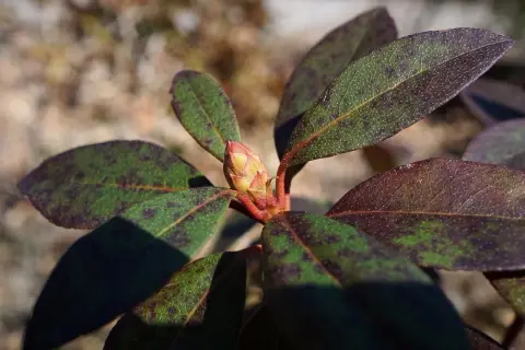 Liście rododendronu z plamami, objaw chorób rododendronów - brązowienie liści. Widoczny pąk kwiatowy.