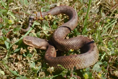 Brązowy wąż, czyli "serpiente" po hiszpańsku, wijący się wśród zielonej trawy i suchych liści.