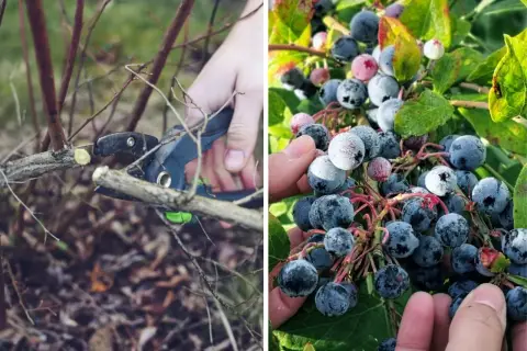 Przycinanie krzewów borówki amerykańskiej, czego nie lubi borówka amerykańska, to nieodpowiednie pędy. Obok dojrzałe owoce.