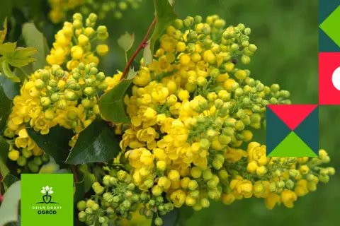 Kwitnąca mahonia, różne odmiany tej rośliny zachwycają żółtymi kwiatami. W tle zielony ogród.