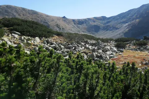 Gęsta kosodrzewina tatry na pierwszym planie, za nią skaliste zbocze i góry.