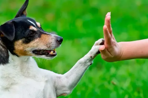 Un perro y un educador canino entrenan el gesto de "choca esos cinco" en un jardín verde.