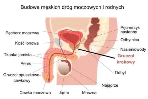 Do jakiego lekarza z prostatą udać się, aby uniknąć poważnych problemów?