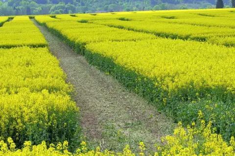 Ein weites Feld mit leuchtend gelben Raps-Sorten, durchzogen von einem Feldweg. Im Hintergrund grüne Hügel.