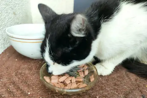 Czarno-biały kotek zajada mokrą karmę z miseczki. Czy Whiskas to dobra karma? Kotek wygląda na zadowolonego.