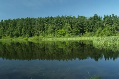 Spokojne jezioro z odbijającym się lasem i błękitnym niebem.