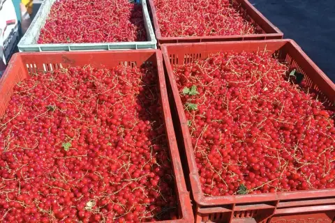 Mnóstwo czerwonych porzeczek w skrzynkach. Zastanawiasz się nad czarna porzeczka cena? Tutaj znajdziesz świeże owoce prosto z pola.
