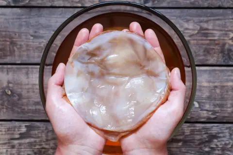 Kombucha co to? Dwie dłonie trzymają galaretowaty SCOBY, kulturę do fermentacji napoju.