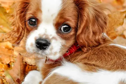 Słodki Cavalier King Charles Spaniel w jesiennych liściach. Jego oczy są jak czarne koraliki, gotowe na test Schirmera.